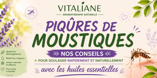 Piqures de moustiques : Nos Conseils pour soulager rapidement et naturellement avec les huiles essentielles